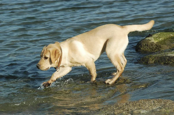 Labrador retriever — Fotografia de Stock