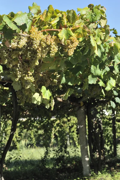 Cépages et vignes albarino — Photo