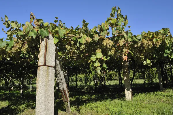 Альбарино виноград и виноград — стоковое фото