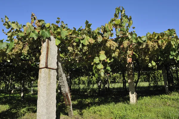 Albarino Trauben und Reben — Stockfoto