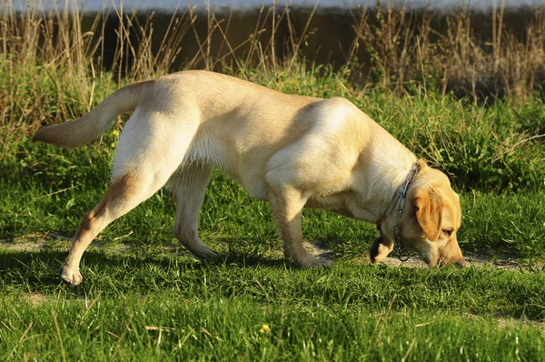 Ładne labrador retriever — Zdjęcie stockowe
