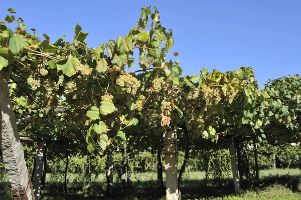 Albarino druvor och vin — Stockfoto