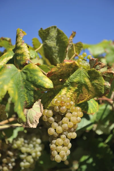 Uvas e videiras albarinas — Fotografia de Stock