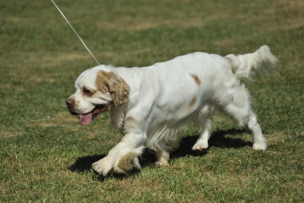 Clumber Spaniel dog — Stock Photo, Image