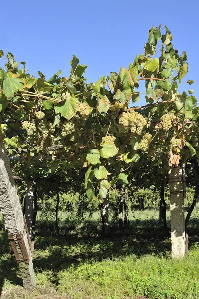 Cépages et vignes albarino — Photo