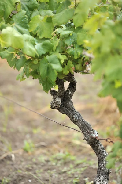 Виноградна лоза — стокове фото