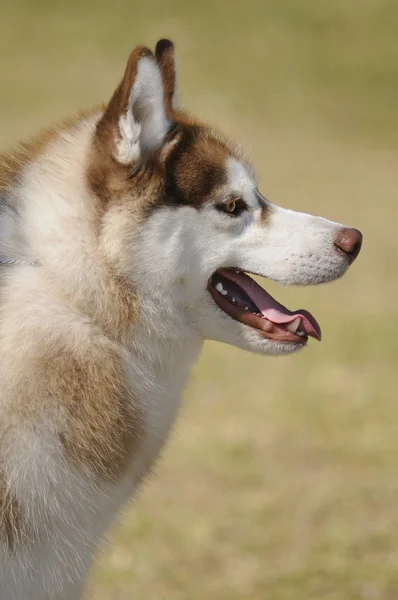 Alaska Malamute dog — Stock Photo, Image