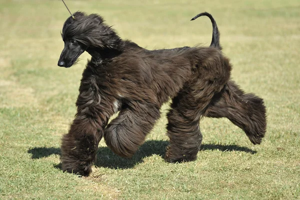 Afghaanse hound dog — Stockfoto