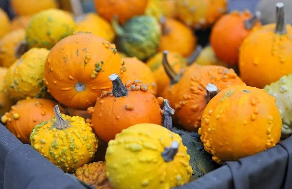 Cesta de calabazas —  Fotos de Stock