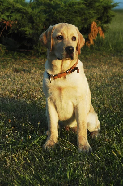 Recupero labrador — Foto Stock