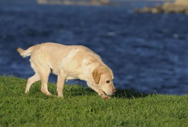 Labrador retriever — Fotografie, imagine de stoc