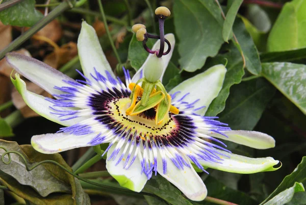 Tutku çiçekflor de la pasión — Stok fotoğraf