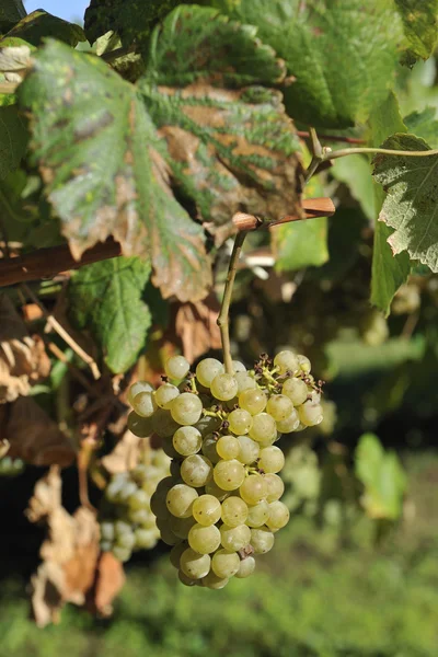 Albarino winogron i winorośli — Stockfoto