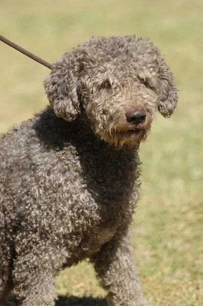 Perro de agua español — Foto de Stock