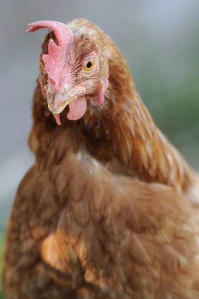 Henrooster Stock Photo