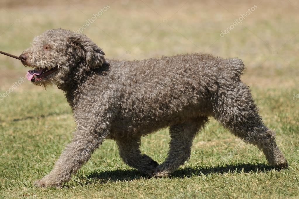 spaanse waterhond — stockfoto © avarand #38385379