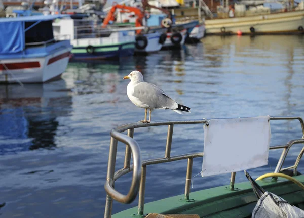 Pescărușul pe barca de pescuit — Fotografie, imagine de stoc