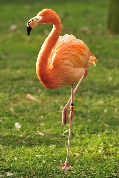 Karayip flamingo — Stok fotoğraf