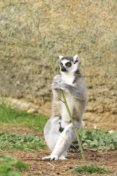 African lemur — Stock Photo, Image