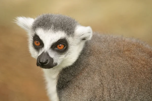 African lemur — Stock Photo, Image