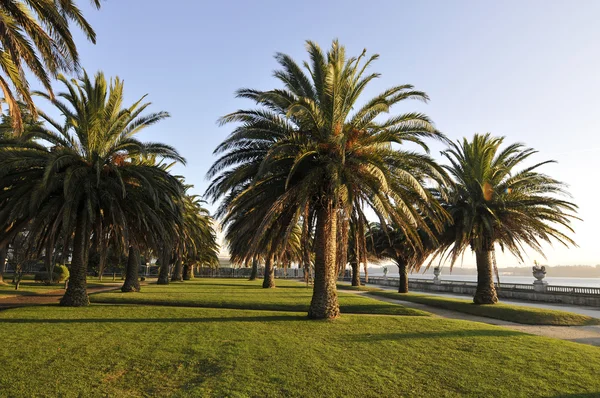 Palm trees in park — Stock Photo, Image