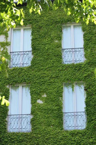 Canopy de vides — Foto de Stock