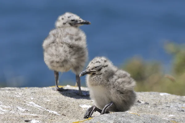 Chick yellow-footed seagull — Stock Photo, Image