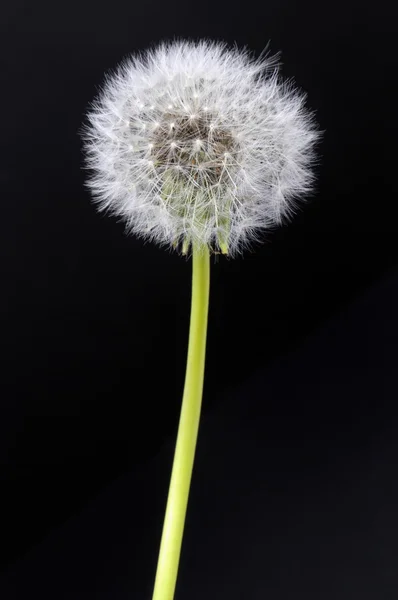 Fleur de pissenlit — Photo