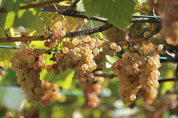 Uvas e videiras — Fotografia de Stock