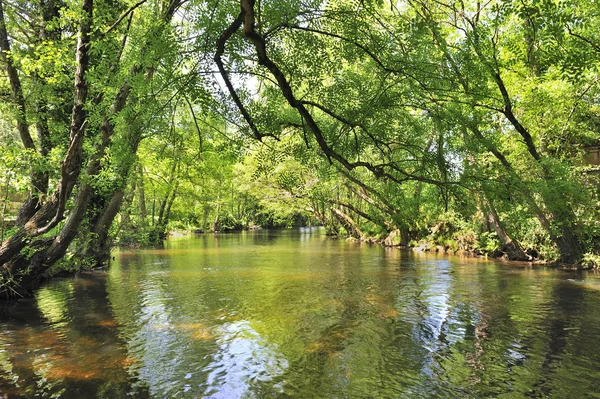 Paesaggio verde sul fiume — Foto Stock