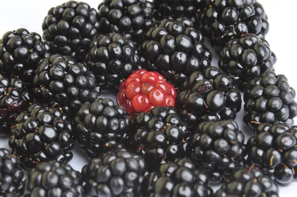 BlackBerry ovoce a červené bobule — Stock fotografie