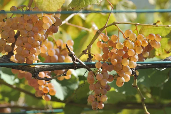 Uvas e videiras — Fotografia de Stock