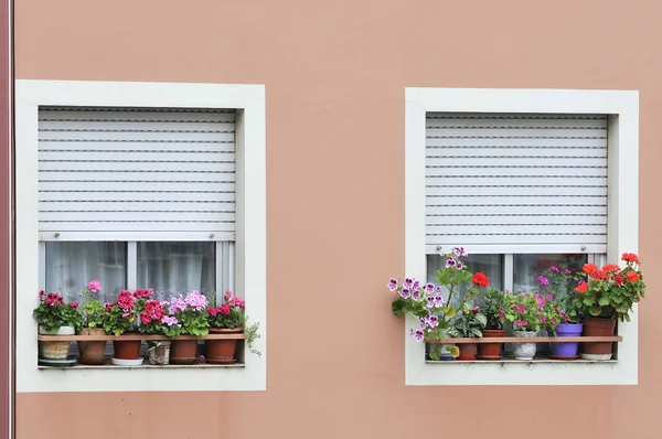 Dos ventanas con flores — Foto de Stock