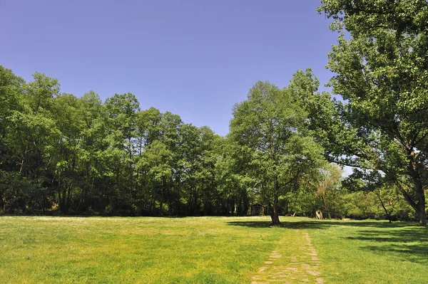 Grüne Landschaft auf dem Wald — Stockfoto