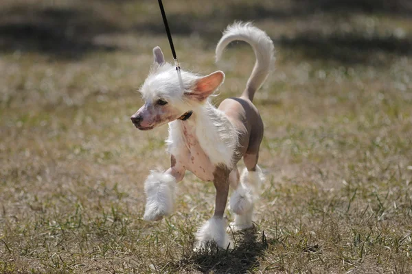 Mexicaanse haarloze hond — Stockfoto