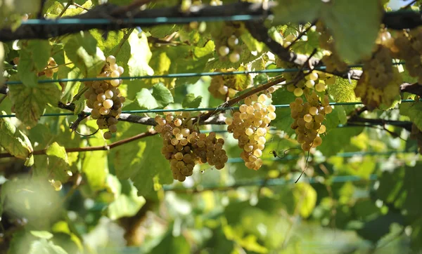 Uvas e videiras — Fotografia de Stock