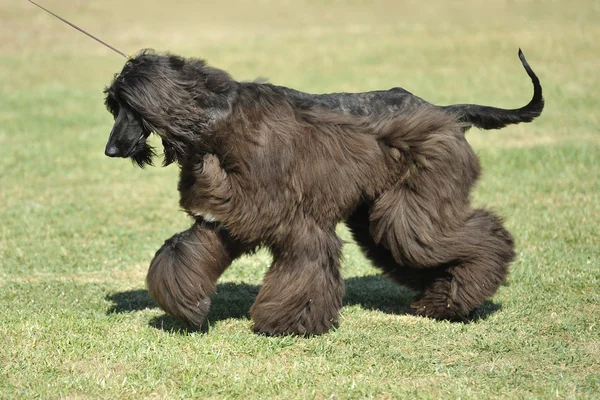 Afgánský pes — Stock fotografie