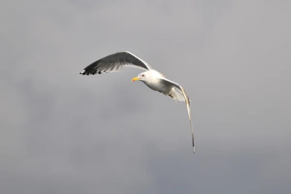 Seagull in vlucht — Stockfoto