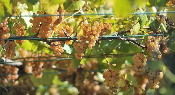 Виноград і лози — стокове фото