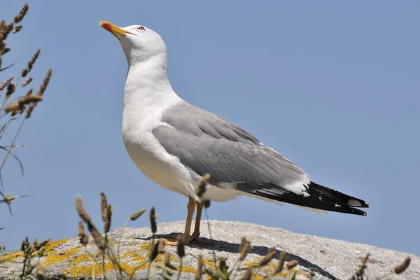 Gaivota de pés amarelos na natureza — Fotografia de Stock