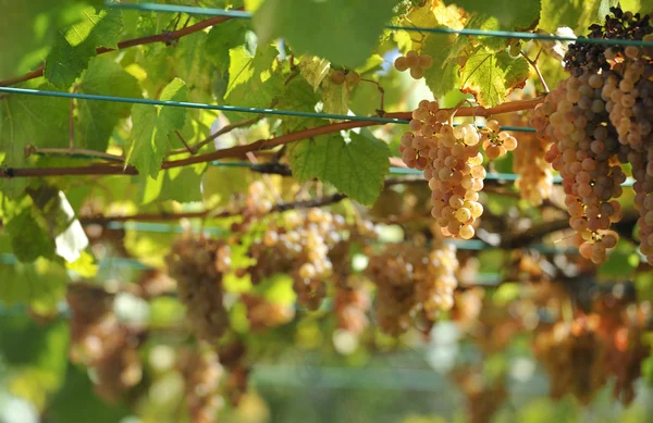 Виноград и виноградники — стоковое фото