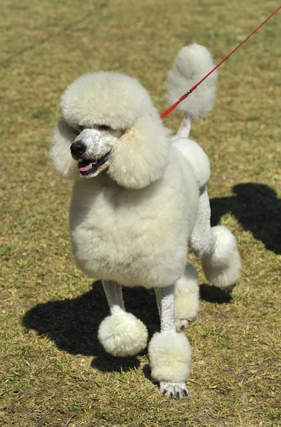 Γαλλική poodle — Φωτογραφία Αρχείου