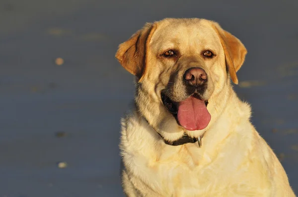 素敵なラブラドル ・ レトリーバー犬 — ストック写真