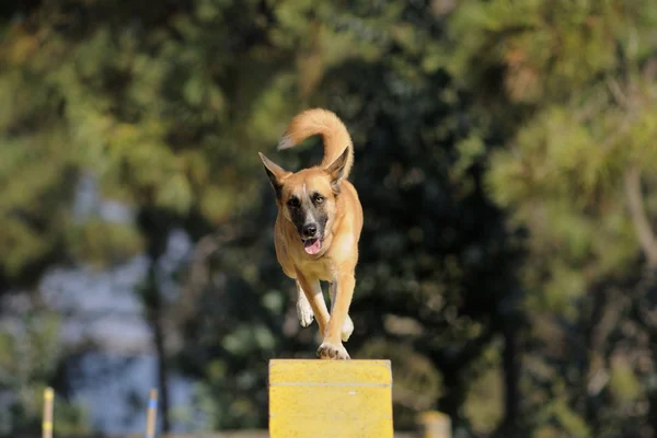 Köpek yarışması yarışma — Stok fotoğraf