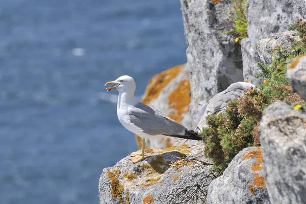 Mouette à pieds jaunes dans la nature Images De Stock Libres De Droits