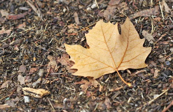 Foglia d'autunno — Foto Stock