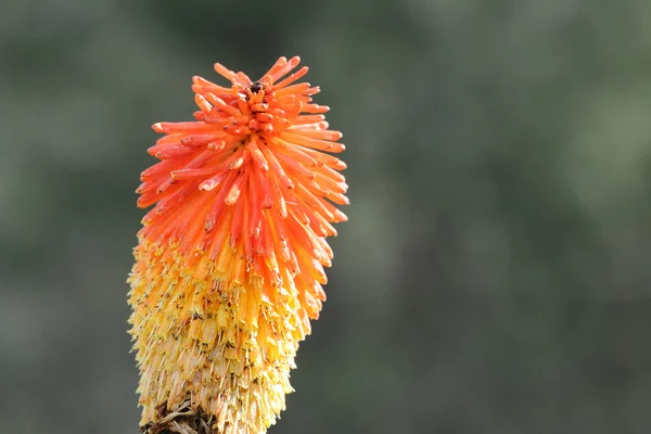 Flor tropical —  Fotos de Stock