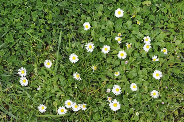 Green clover and daisies — Stock Photo, Image