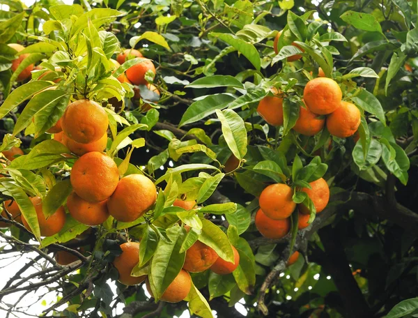 Frische und natürliche Orange auf der Pflanze — Stockfoto