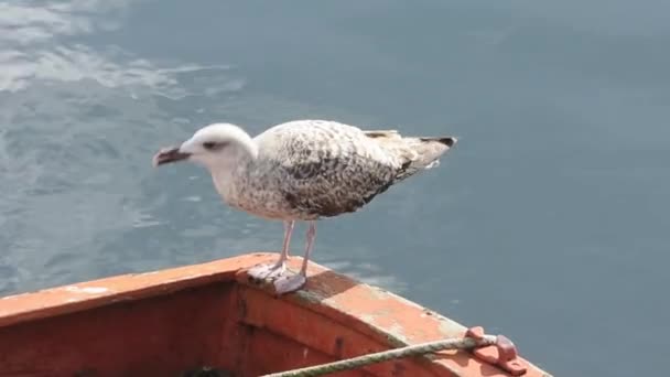 Burung camar makan ikan di atas kapal — Stok Video